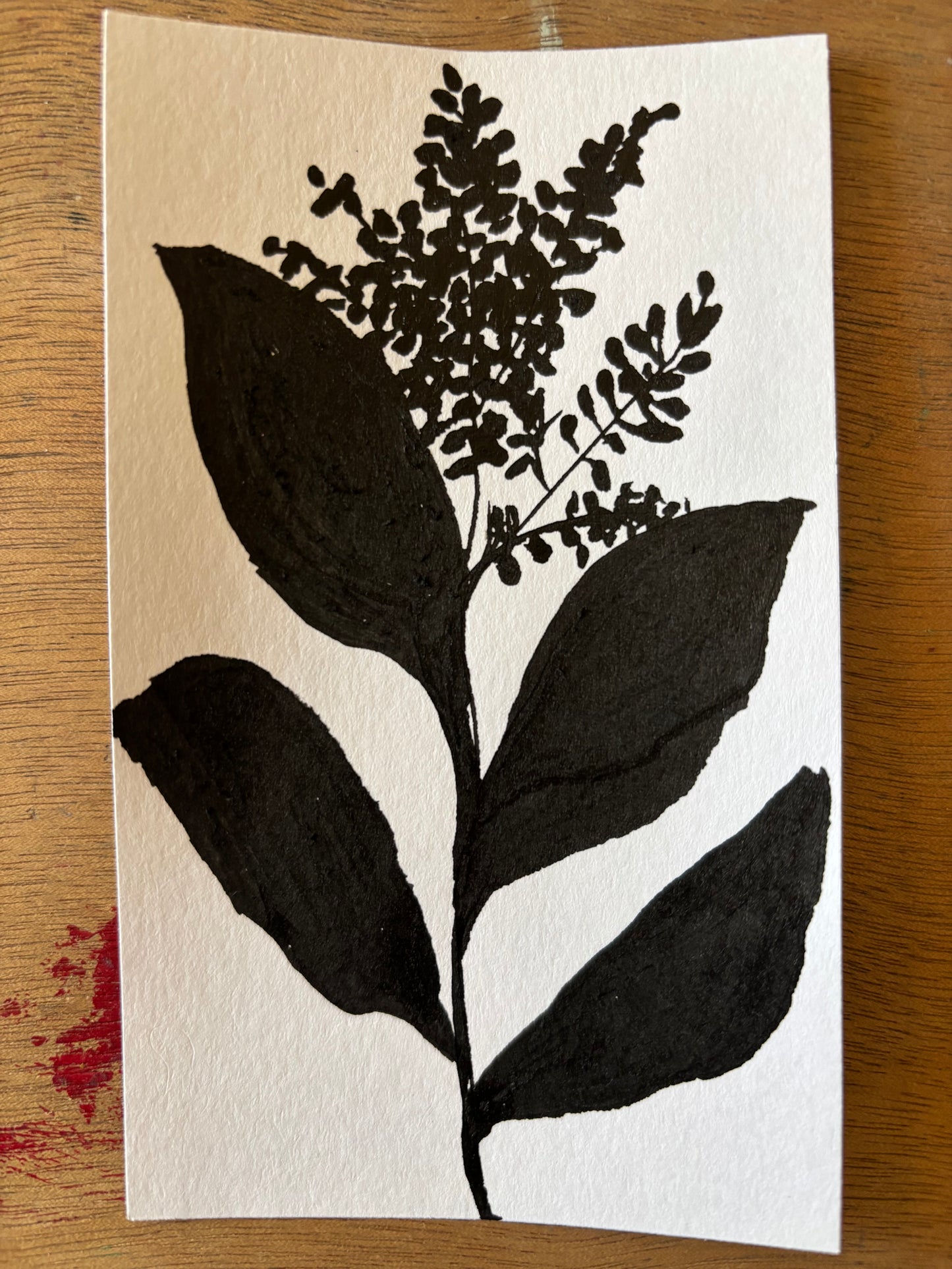 Hydrangea